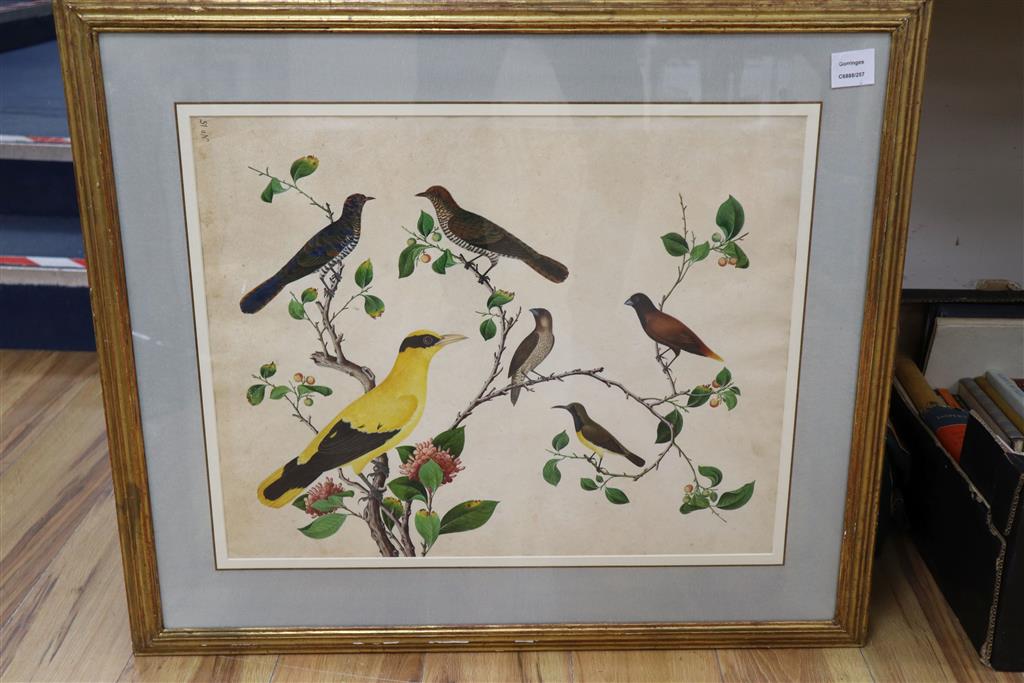 19th century Anglo Chinese School, gouache on paper, Study of Exotic birds on flowering branches, inscribed no.15, 46 x 57cm